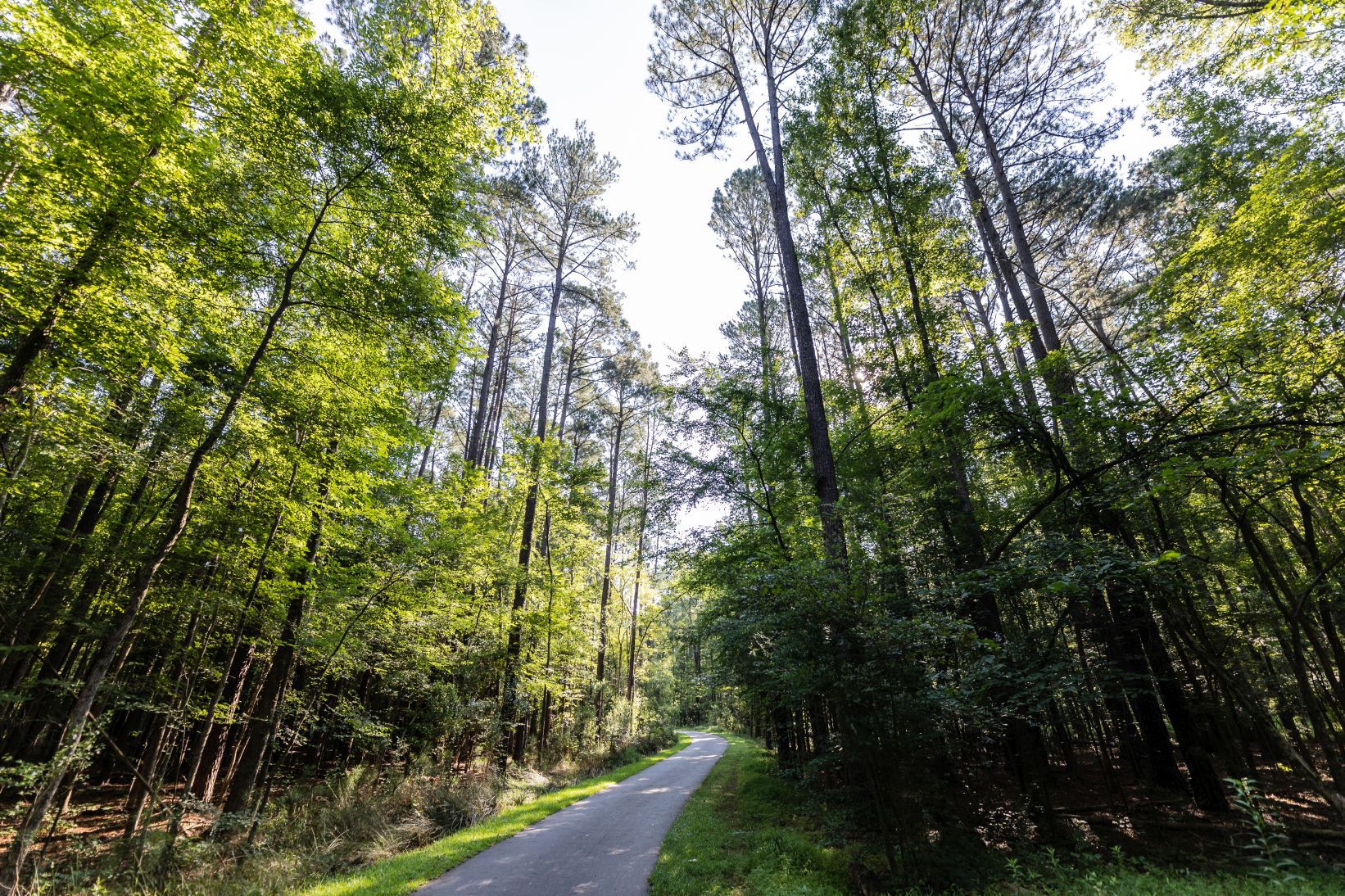 Crabtree Creek Greenway wooded area