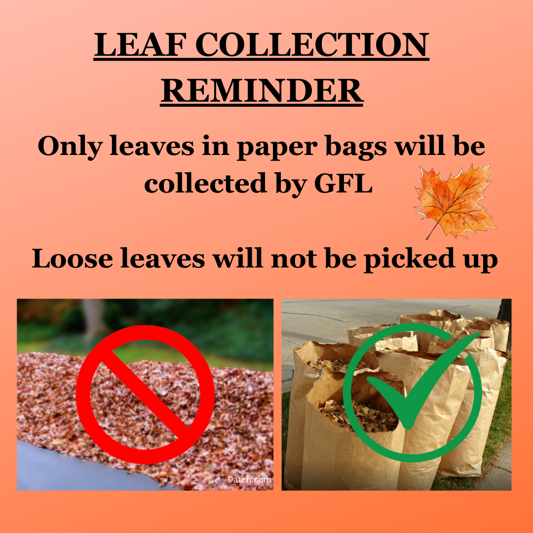 Fall Leaf Collection 2024